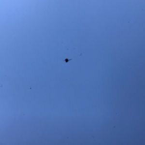 Meet your Posher, Antwone